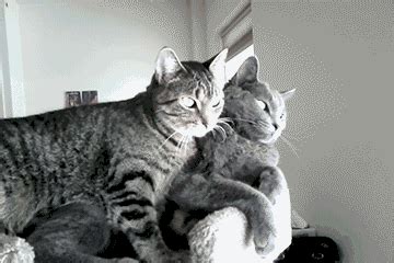 cat love gifs Page 3 | WiffleGif