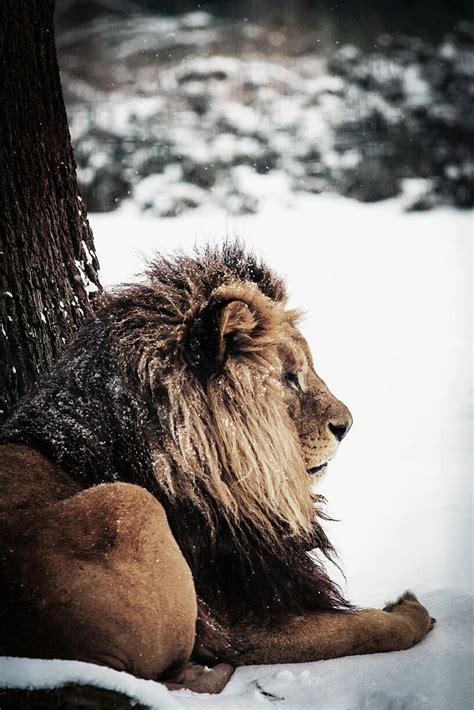 Snow Lion? | Animals beautiful, Animals, Snow lion