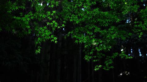 Nature, Green, Maple, Leaves, Tree, Branches, Dark, Background, Bokeh ...