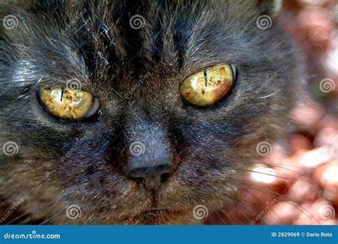 Black old cat portrait stock image. Image of cattish, elliptic - 2829069