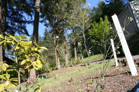 Wood Groundsel at Our Pleasant Hill Home