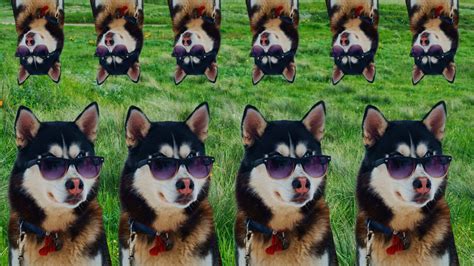 Zoom Backgrounds Funny Dog 19 Best Funny Zoom Virtual Backgrounds To | Images and Photos finder