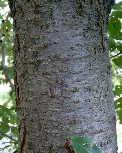 Wild Cherry Bark – Prunus serotina | Root Buyer