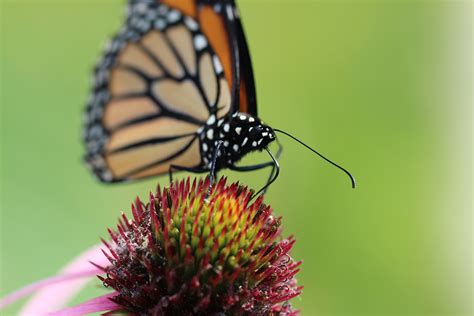 What is a Monarch’s Favorite Nectar Plant? Scientists are Seeking Your Observations | Xerces Society