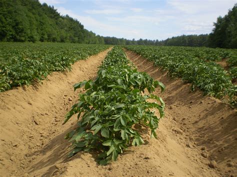 Potato Fields Free Stock Photo - Public Domain Pictures