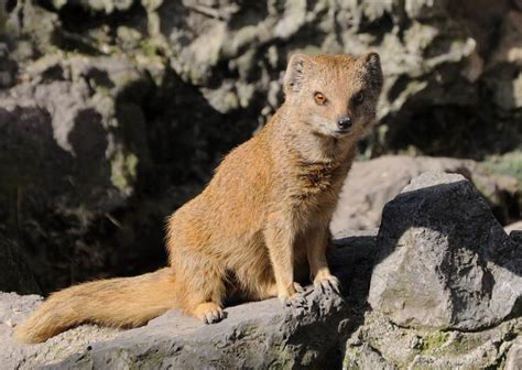 Free picture: yellow mongoose, predator, wildlife, animal, fur, wild ...