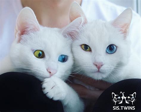 Meet Adorable Twin Cats With Heterochromatic Eyes Who Are Mesmerizing The World!