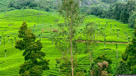 7 Vattavada Tourist Places To Visit: Hidden Paradise in Munnar