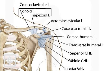 Shoulder Ligament Diagram