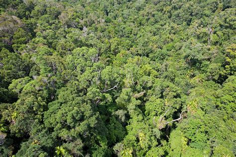 The Important Subsystem of Forest Canopy - Taman Safari Bali