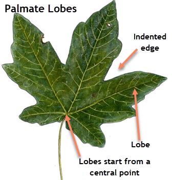 What Do Lobed Leaves Look Like - Infoupdate.org