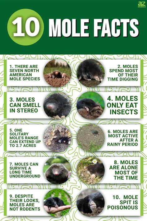 10 Incredible Mole Facts - A-Z Animals