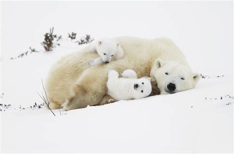 Download White Snow Sleeping Baby Animal Cub Animal Polar Bear HD Wallpaper