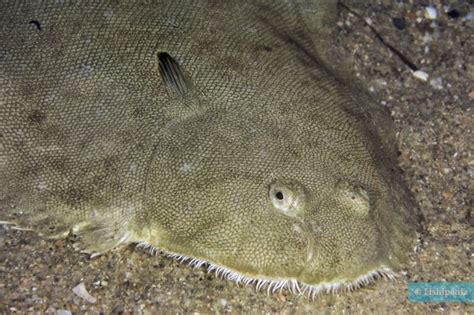 The beach of Canet • • Fishipedia