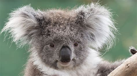 Nature and wildlife, Victoria, Australia