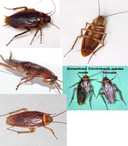 Roach anatomy reference pictures | Kitchen Roach