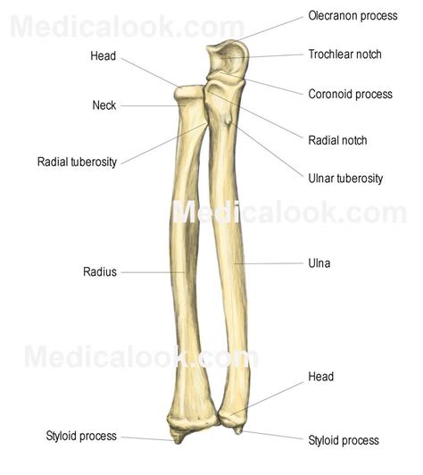 radial styloid process - Cerca con Google | Human bones anatomy, Medical anatomy, Anatomy bones