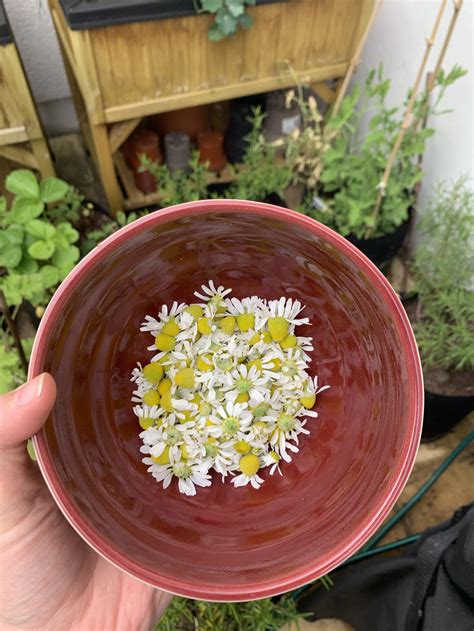 Harvesting Chamomile: From Garden to Teacup — Meadowlark Journal