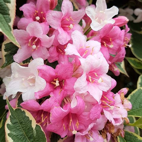 Weigela Pruning | When to Prune More Flowers