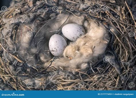 Common Redpoll Nest and Eggs in the Wild. Nesting Mealy Redpoll Stock ...