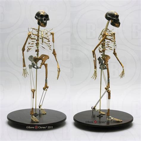 Articulated "Lucy" Skeleton - Bone Clones, Inc. - Osteological ...