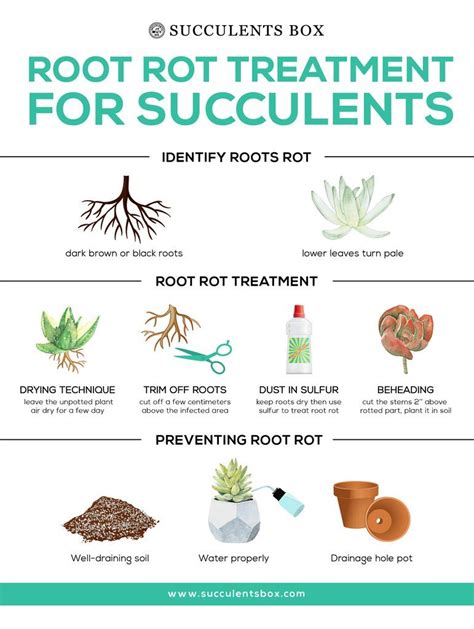 Root rot treatment for succulents | Plants, Plant care houseplant ...