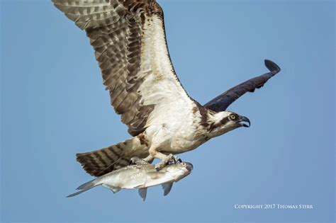 Photographing Osprey Catching Fish - Small Sensor Photography by Thomas ...