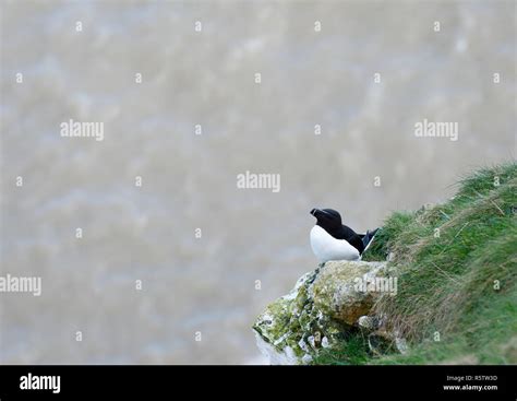 Birds of Flamborough Head Stock Photo - Alamy