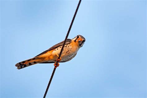 Why Do Birds Sit on Power Lines? Discover Reasons - Spark Lark