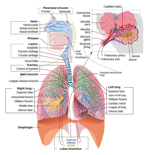 Respiratory system - Wikipedia
