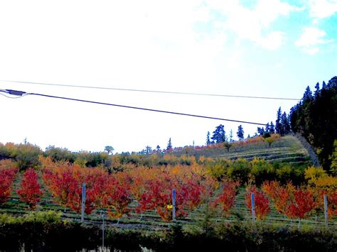 Flathead Lake cherry orchard | Mari Meehan | Flickr