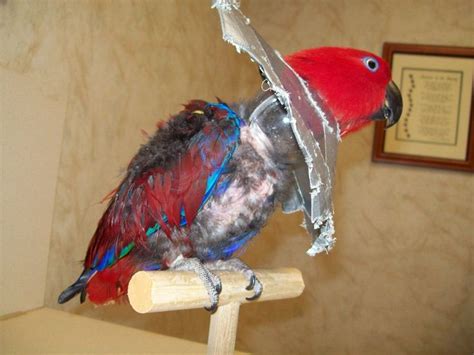 30 best Feather Plucking Parrots images on Pinterest | Feather, Feathers and Parakeets