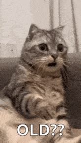 Shocked Cat Meme GIFs | Tenor