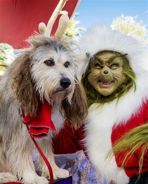 What kind of dog is Max Grinch? - Furry Folly