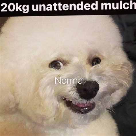 20kg unattended mulch | Mulch Gang for Life | Know Your Meme