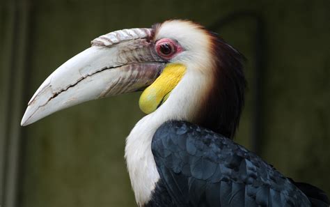 Wreathed hornbill - male - ZooChat