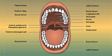 Labial Mucosa Anatomy