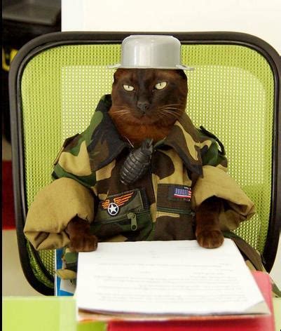 Johnny the cat dressed in military uniform. (Retrieved from:... | Download Scientific Diagram