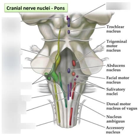 Cranial nerve nuclei - Pons Diagram | Quizlet