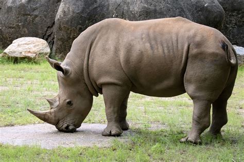 Southern White Rhinoceros - Zoo Atlanta