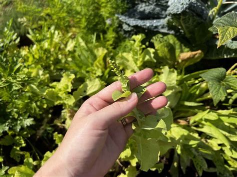 How to save lettuce seeds ???? ???? Harvesting nature's bounty for the next crop