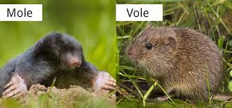 Moles vs Voles (including HS Coverage) : Terminix Canada