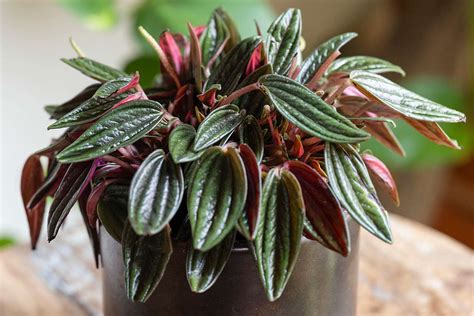 How to Grow and Care for Peperomia Rosso