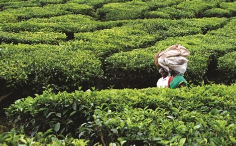 Time for Tea - Tea Production in India - Authentic India Tours