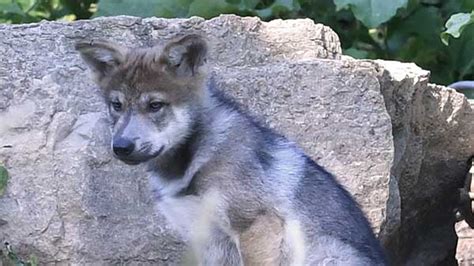 Mexican gray wolf pups born at Brookfield Zoo released into wild - ABC7 Chicago