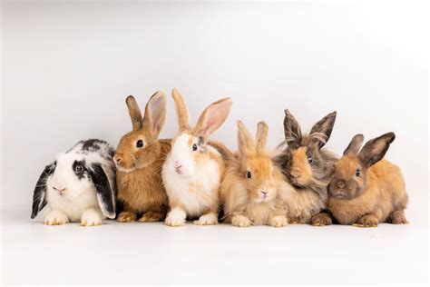 Pet Bunny Breeds