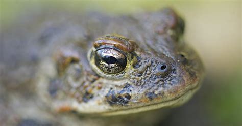 Logging started in western toad habitat near Nakusp, BC | Wilderness Committee