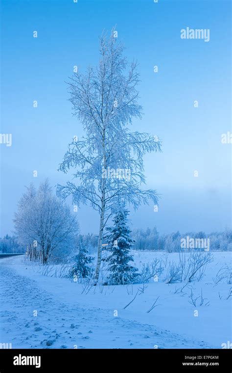 Russian winter forest in snow Stock Photo - Alamy