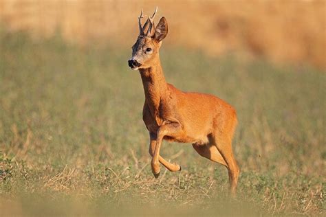 ALTISSIMO – Abbattono un capriolo: “sapevamo che è specie protetta, abbiamo fatto una “stupidata ...