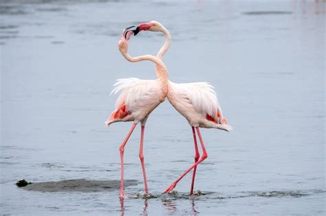 Free Photo | Flock of pink flamingos at walvis bay, namibia.